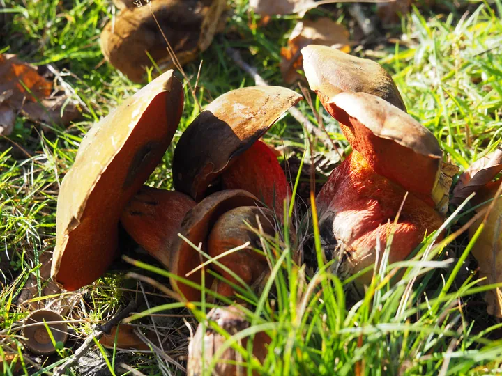 Vagevuurbos en Lippensgoed-Bulskampveld (België)